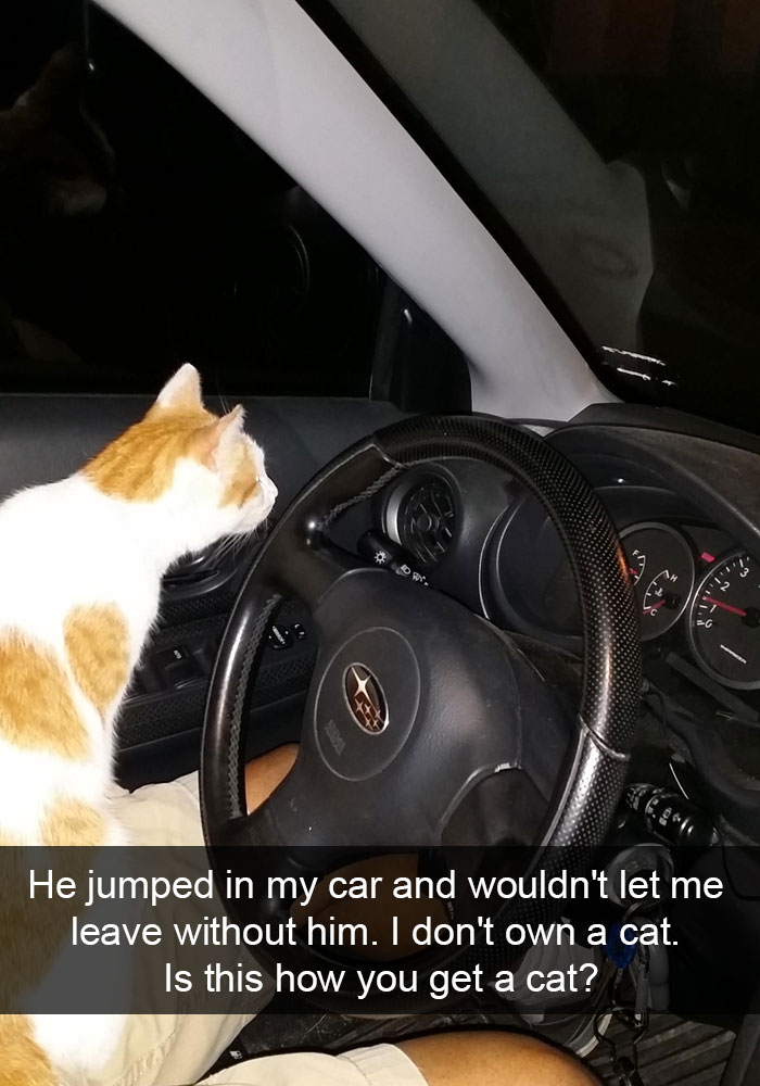 you get a cat meme - He jumped in my car and wouldn't let me leave without him. I don't own a cat. Is this how you get a cat?