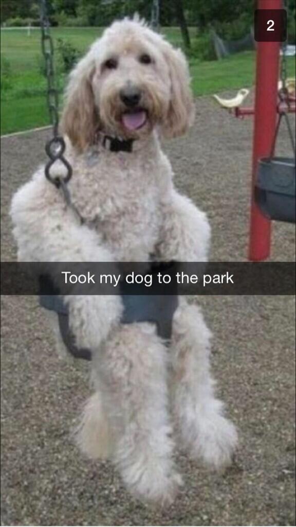 goldendoodle labradoodle - 2 Took my dog to the park