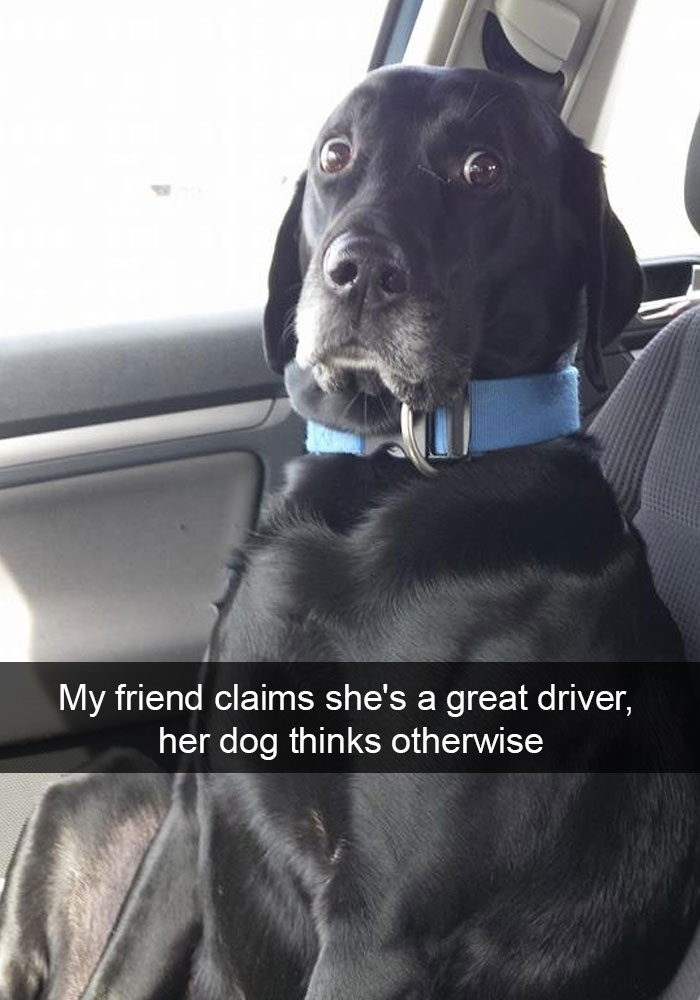 dog being funny - My friend claims she's a great driver, her dog thinks otherwise
