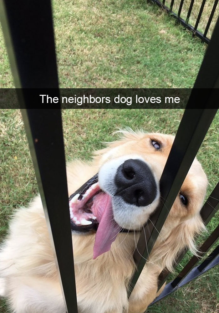 dog snaps - The neighbors dog loves me