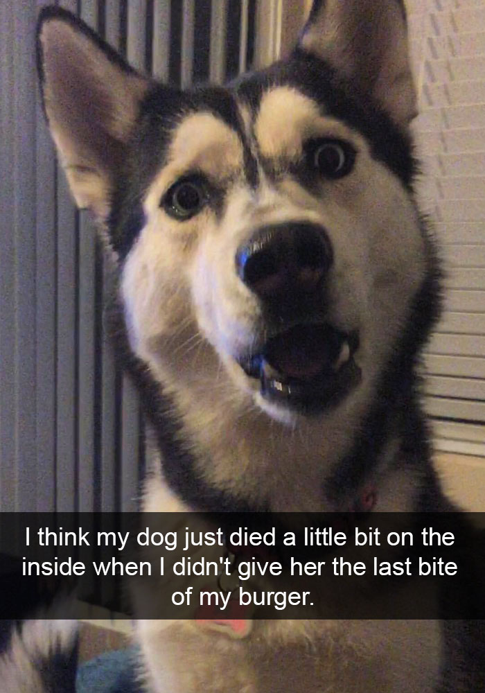 funny dogs snapchat - I think my dog just died a little bit on the inside when I didn't give her the last bite of my burger.