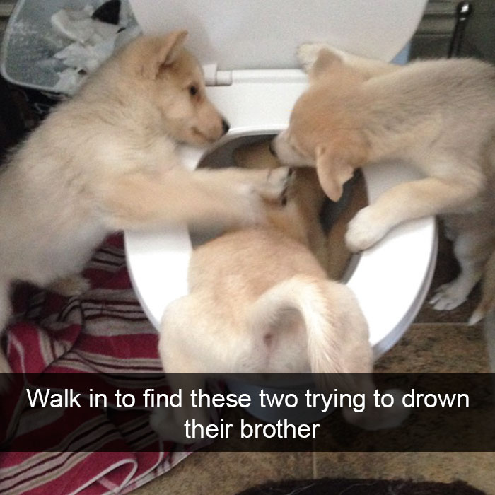 funny dog snapchats - Walk in to find these two trying to drown their brother