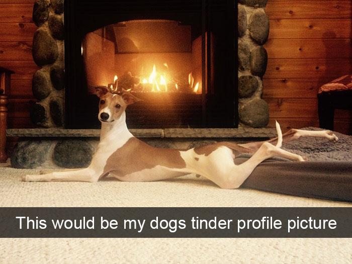 my dogs tinder profile - This would be my dogs tinder profile picture