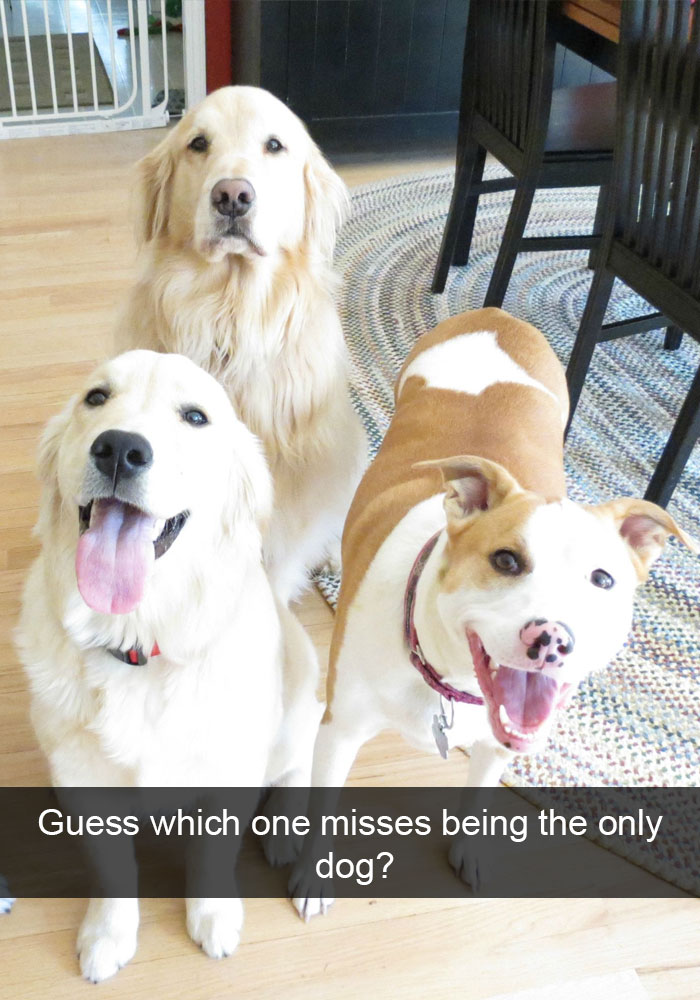 funny snapchats dog - Guess which one misses being the only dog?