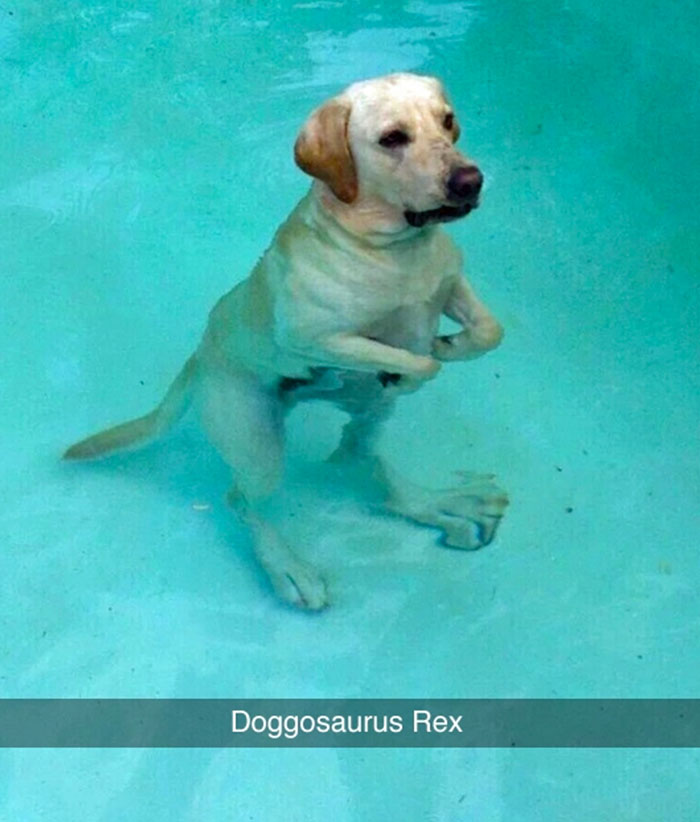 doggosaurus rex