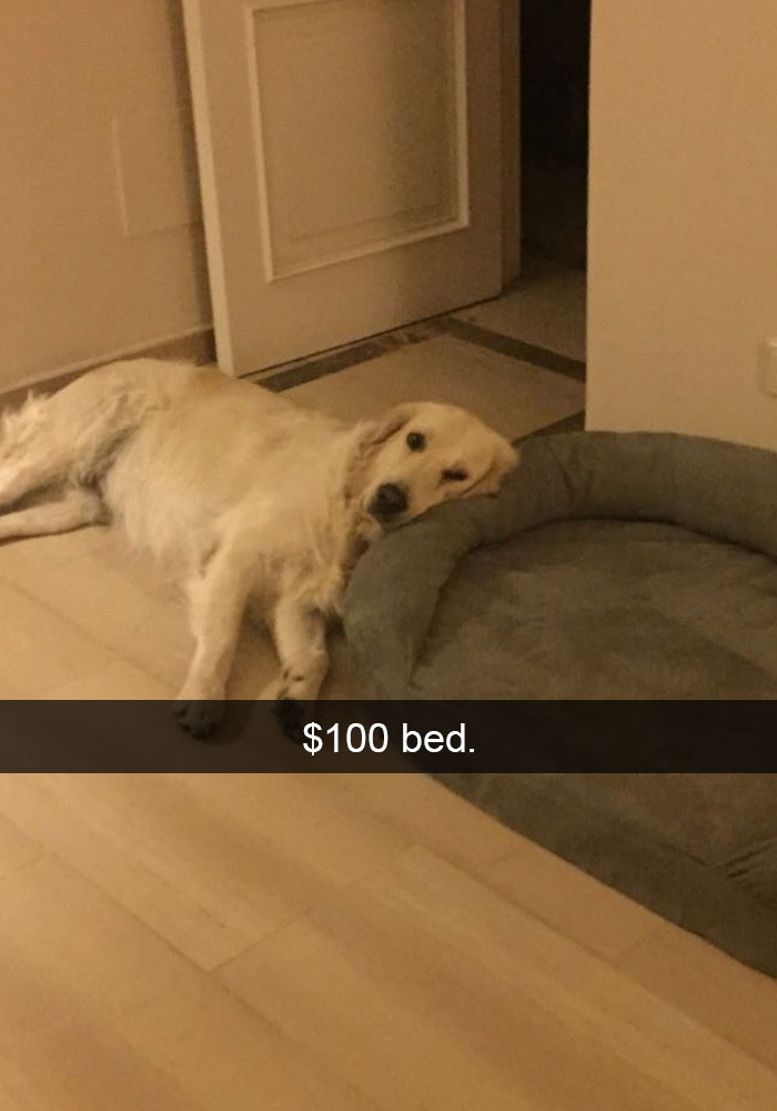 dog snapchat - $100 bed.