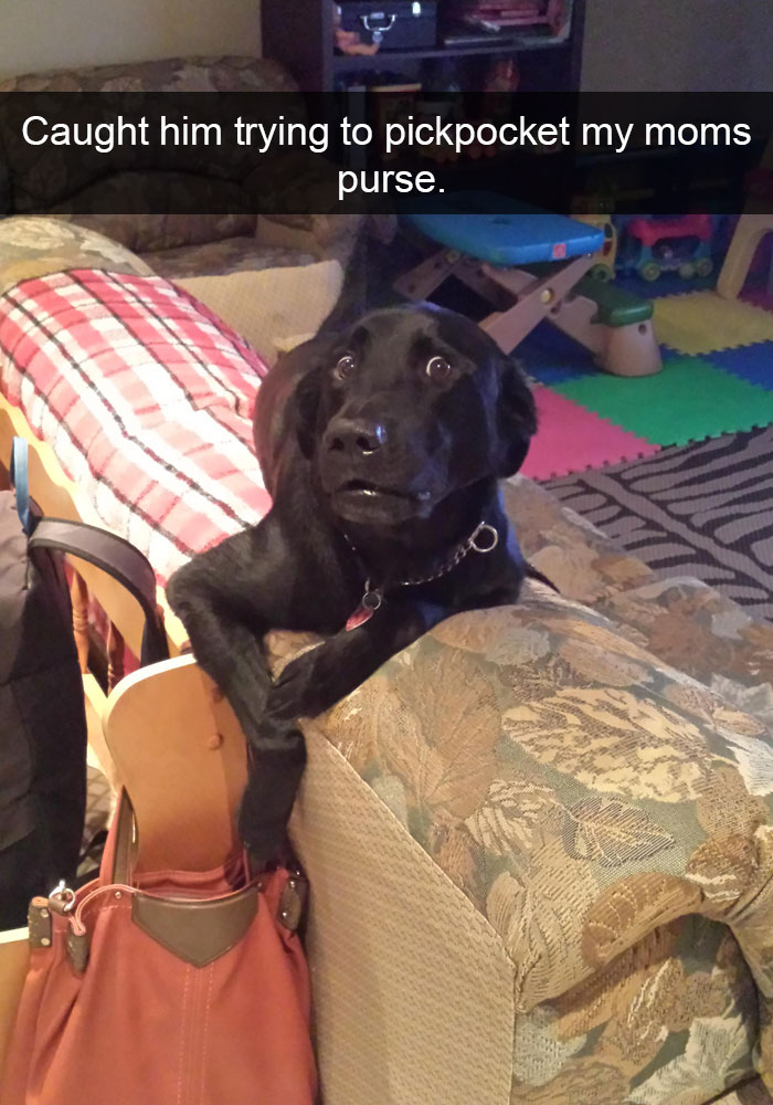 Dog - Caught him trying to pickpocket my moms purse.