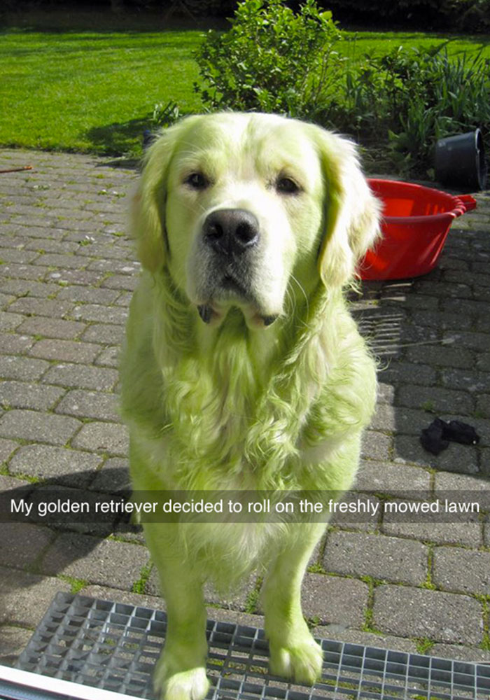 funny dog - My golden retriever decided to roll on the freshly mowed lawn