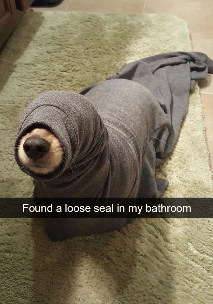 funny dog snapchats - Found a loose seal in my bathroom