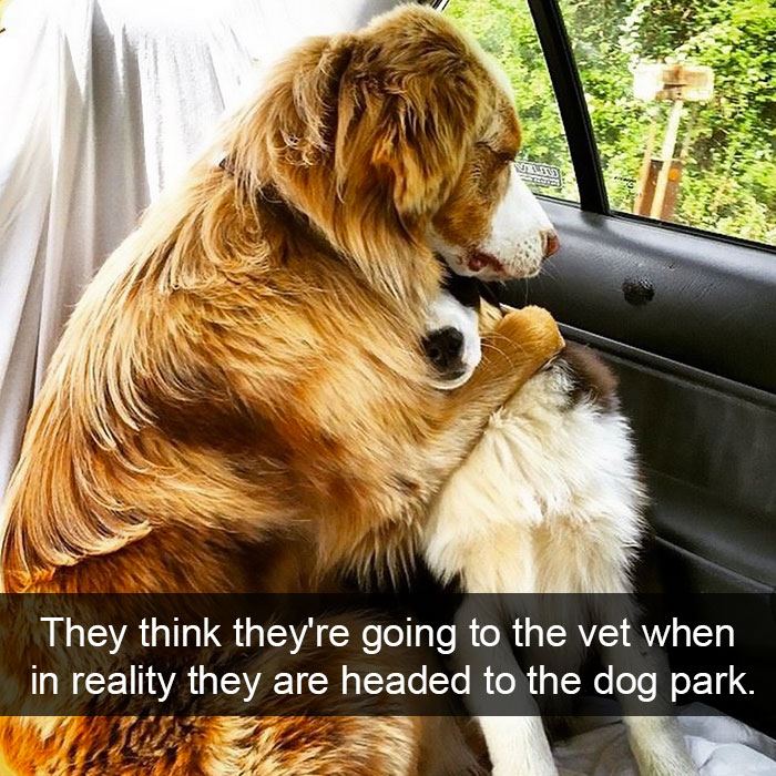 dog snapchats - They think they're going to the vet when in reality they are headed to the dog park.