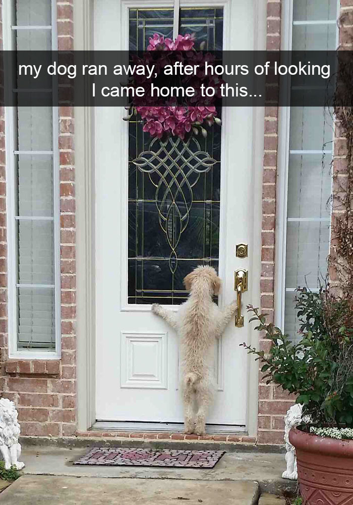 funny dogsnapchats - my dog ran away, after hours of looking I came home to this...