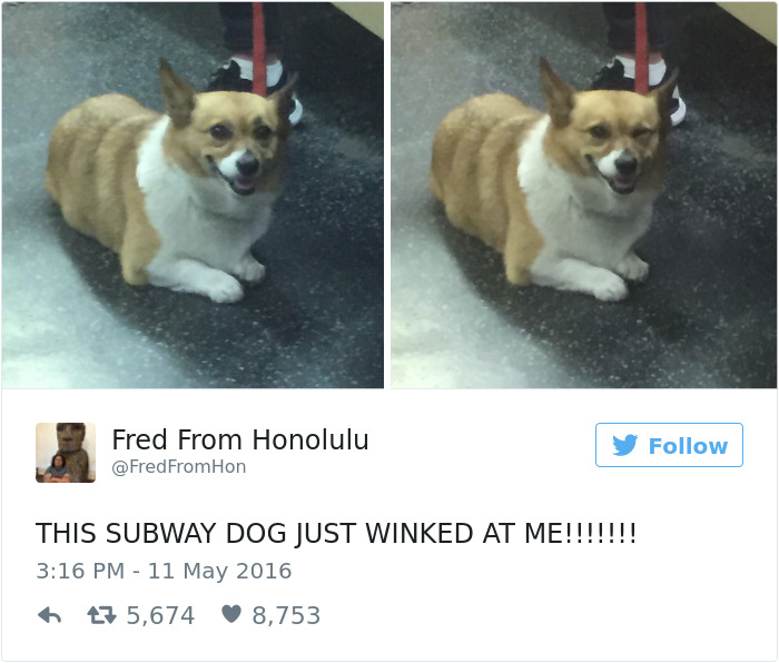 18 Funny Dog Tweets For The Dog Lovers Out There