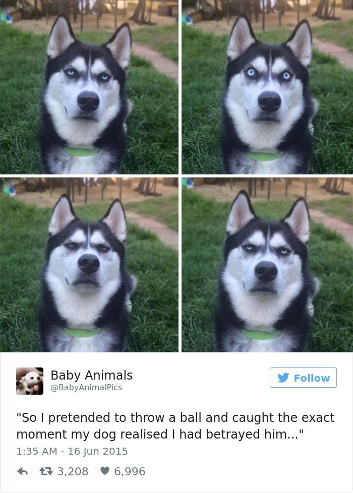 18 Funny Dog Tweets For The Dog Lovers Out There
