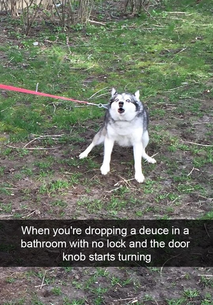 28 Times Huskies Were As Funny As They Are Cute