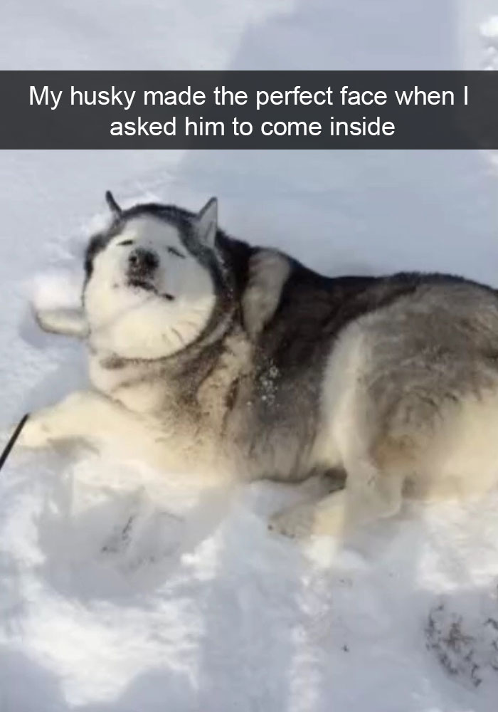 28 Times Huskies Were As Funny As They Are Cute