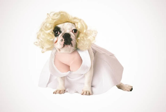  Marilyn Monroe Dog Costume - $21.19