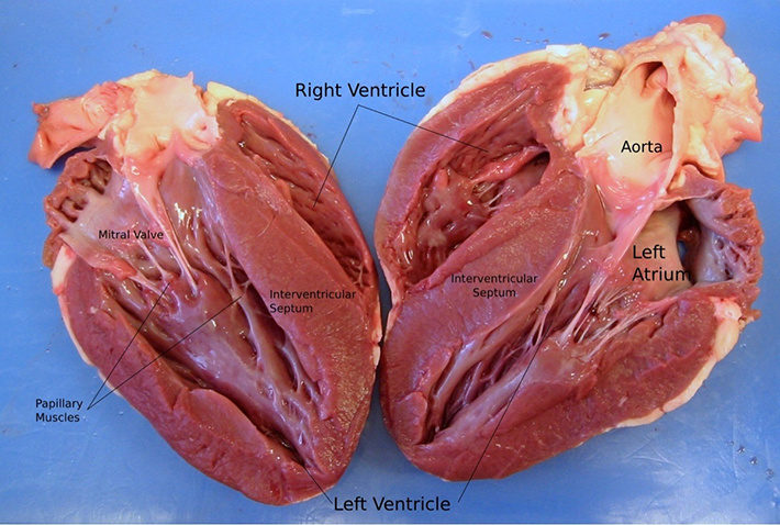 heart dissection - Right Ventricle Aorta Mitral Valve Left Atrium Interventricular Septum Interventricular Septum Papillary Muscles Left Ventricle