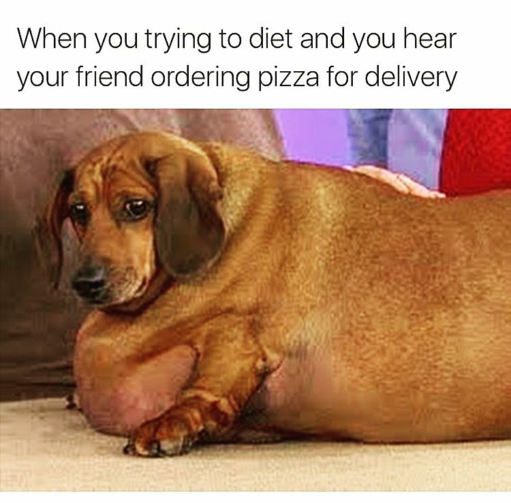 Savage AF Meme - fat dog memes - When you trying to diet and you hear your friend ordering pizza for delivery