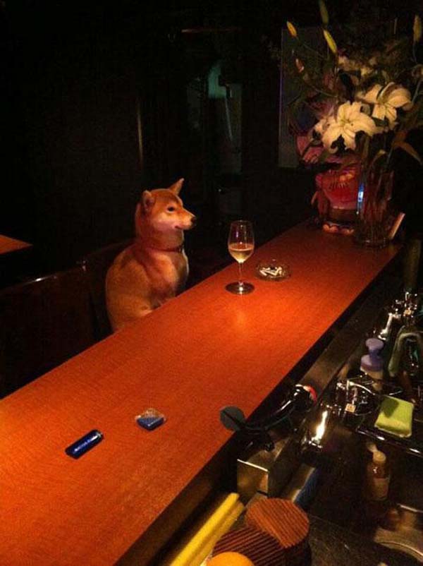 dog at bar