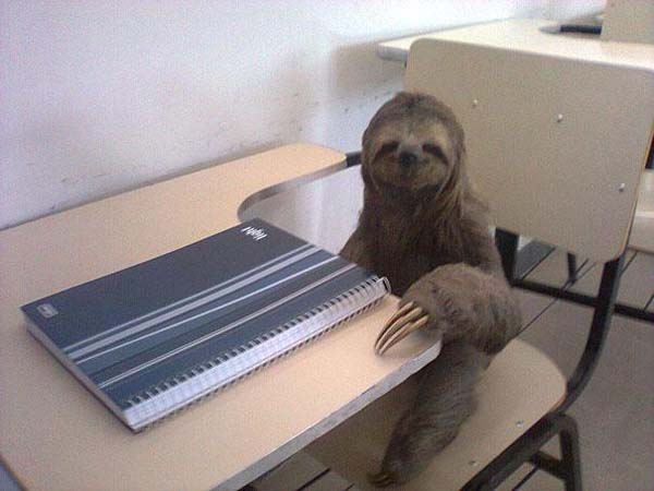 sloth in class