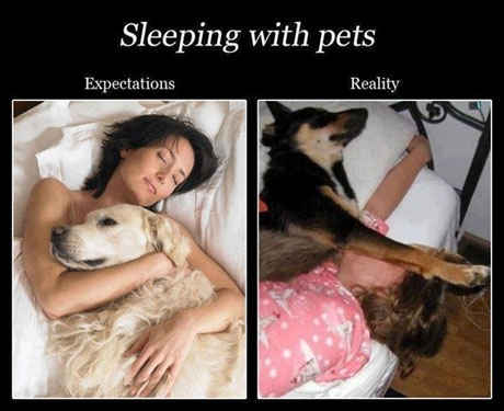 expectations vs reality funny - Sleeping with pets Expectations Reality