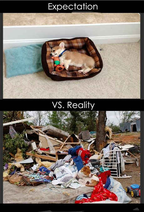 getting a puppy meme - Expectation Vs. Reality