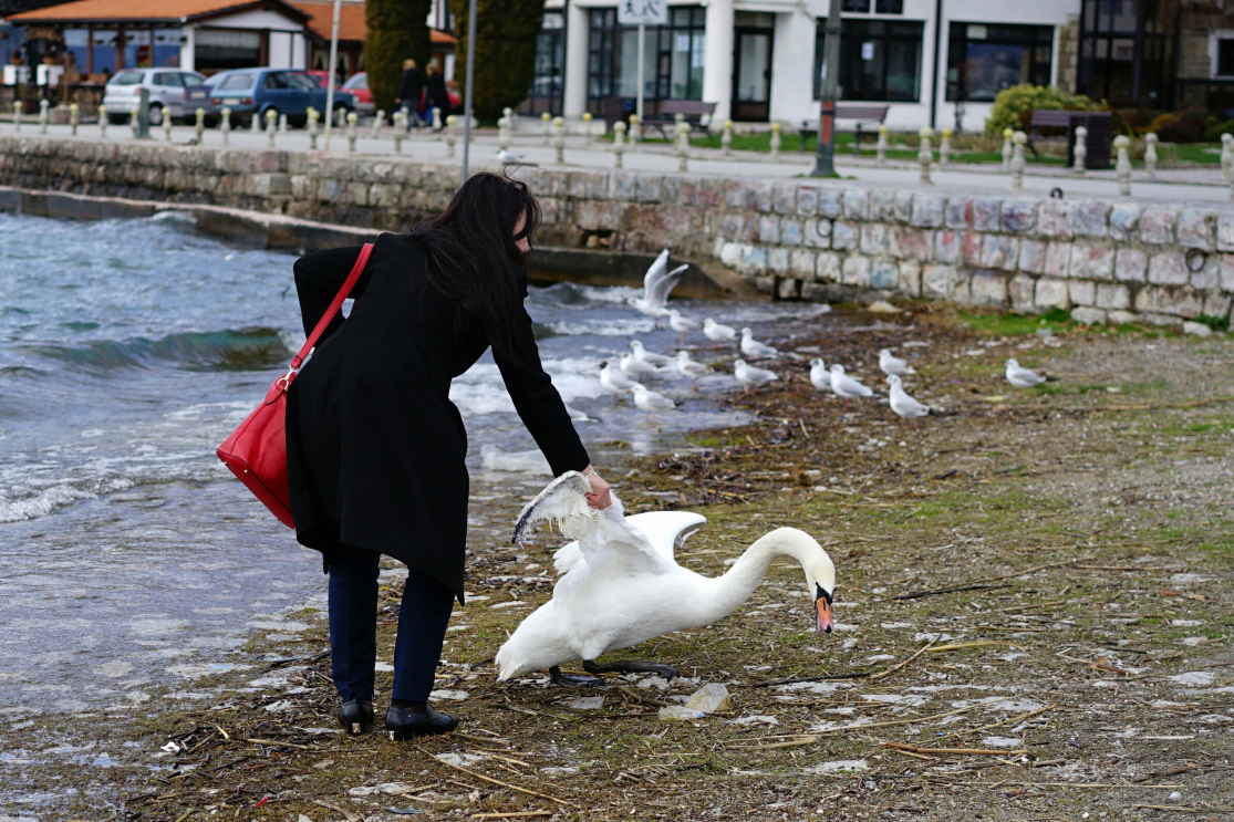 The cruel bitch was pictured with the swan on the shoreline of Lake Ohrid, southwestern Macedonia, posing with it before dumping it heartlessly on the ground.