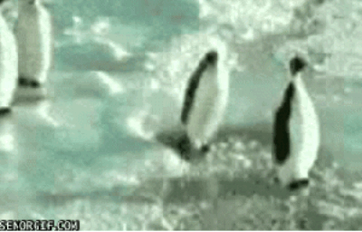 gifs - penguin gets knocked out by another penguin