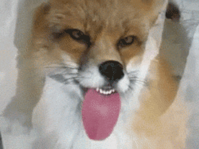 gifs - fox licking a window