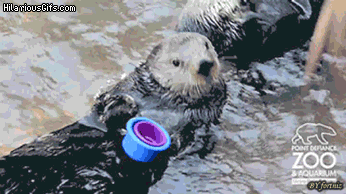 gifs - sea lions you see this