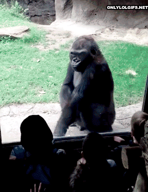 gifs - gorilla scares people in the zoo