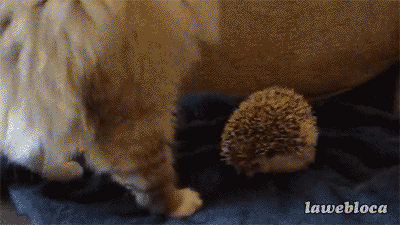 gifs - cats sits on a hedgehog