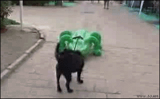 gifs - dog chased by alligator toy