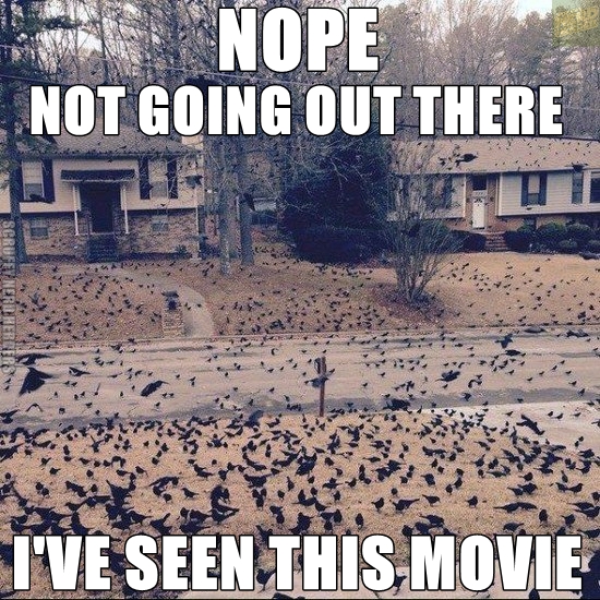 memes - nope funny memes - As Nope Not Going Out There Scrufelneruhi I'Ve Seen This Movie