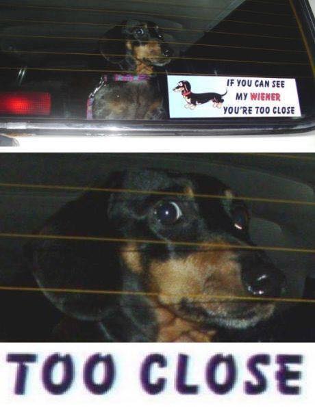 memes - if you can see my wiener you re too close - If You Can See My Wiener You'Re Too Close Too Close