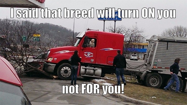All breeds are bad drivers.