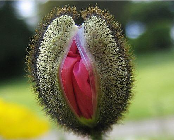 God made this flower for those with a dirty mind!