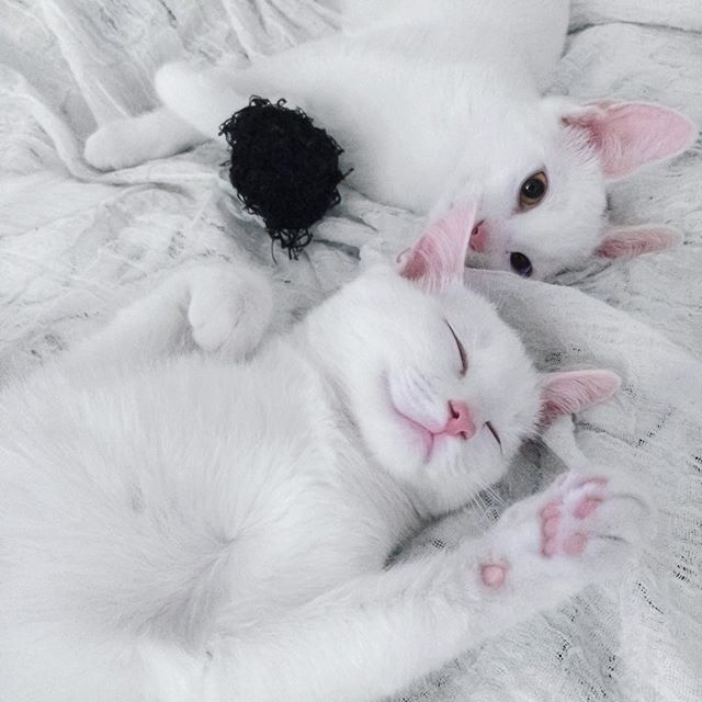 Cats twins with different eye color