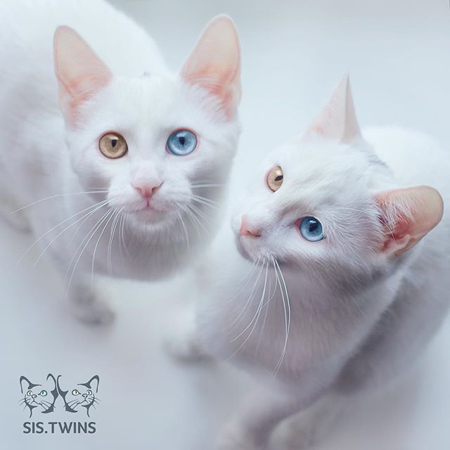 Cats twins with different eye color