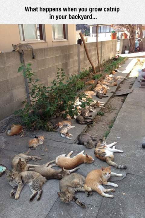 catnip cats - What happens when you grow catnip in your backyard...