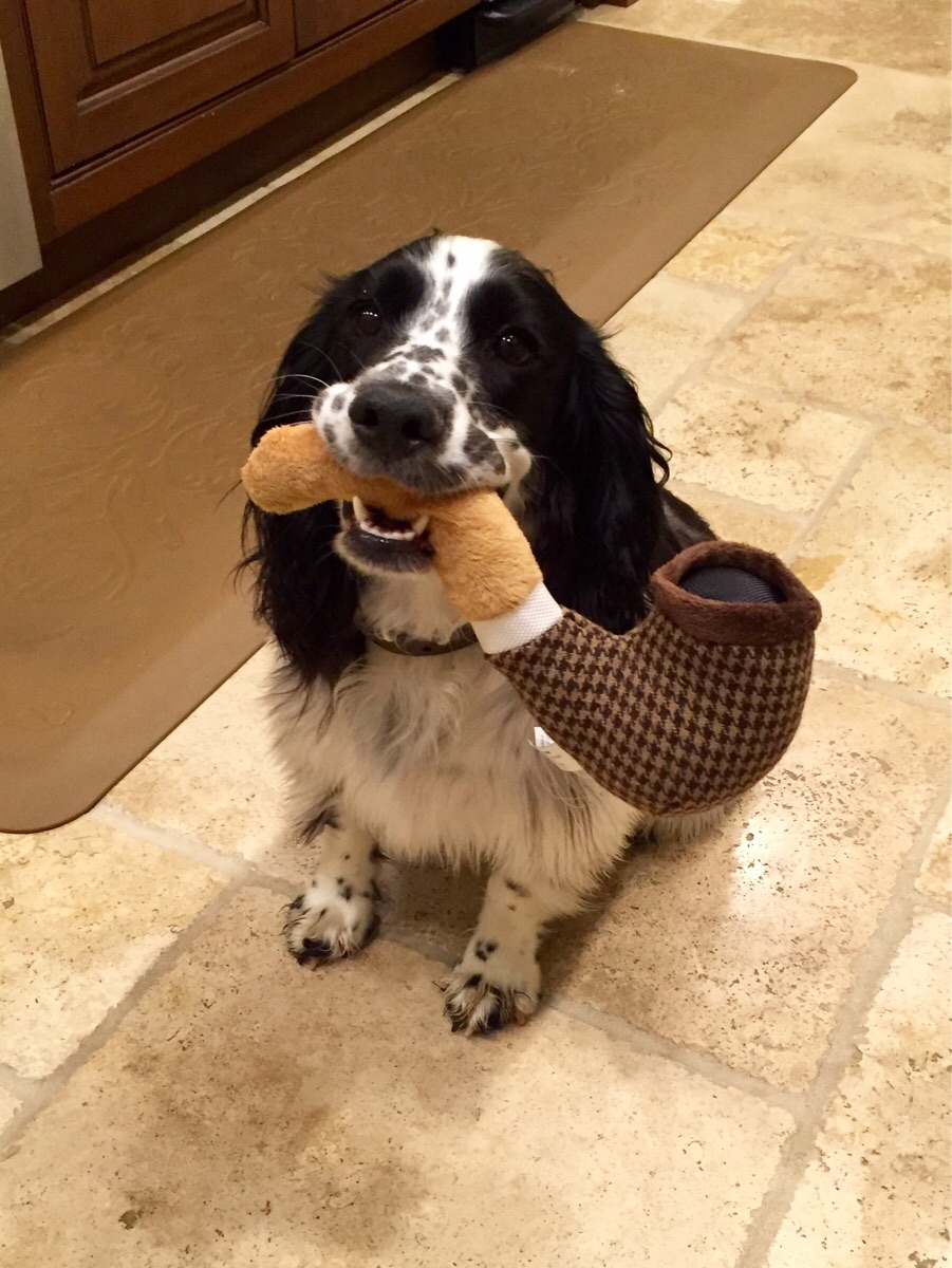 english springer spaniel