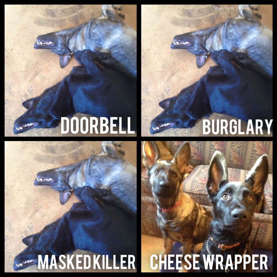 dogs cheese wrapper - Shari Forst water_DOORBELL Burglary Maskedkiller Cheese Wrapper