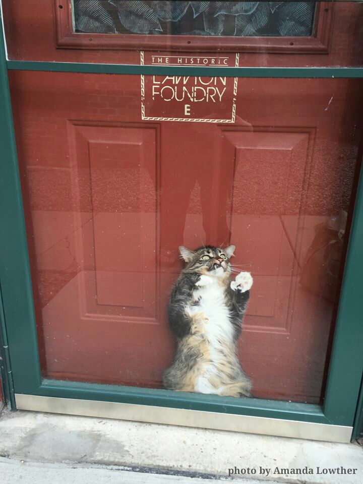 cat between door - The Historic Avviui Foudry photo by Amanda Lowt