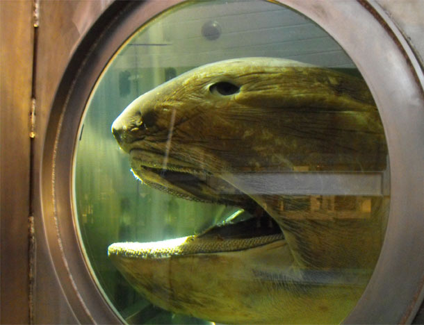 The Megamouth Shark