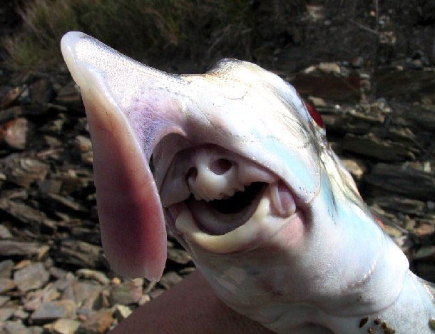 The Australian Ghost Shark