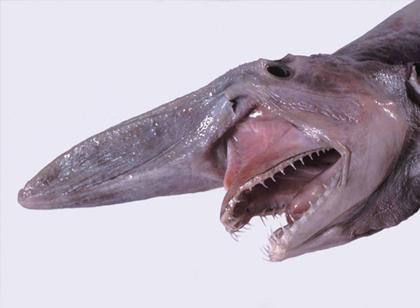 The Goblin Shark