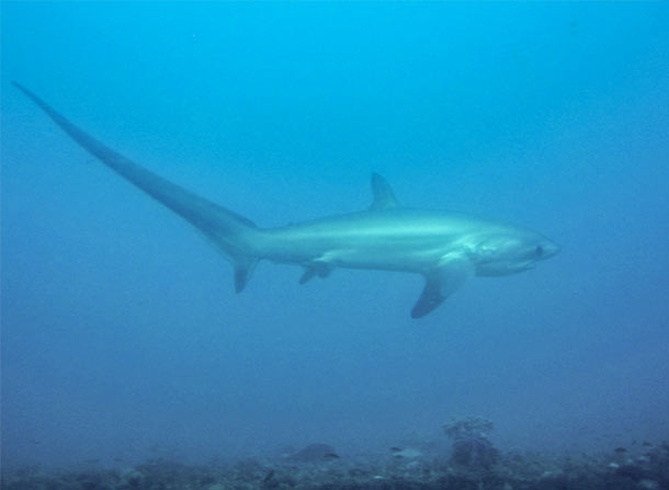 The Theresher Shark