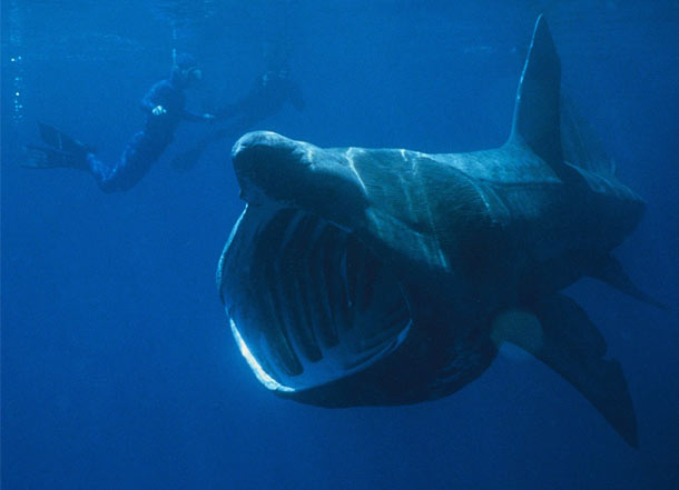 The Basking Shark