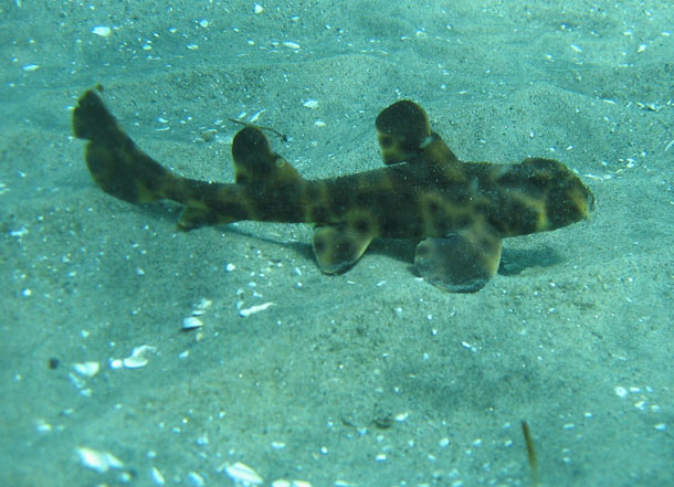 The Horn Shark