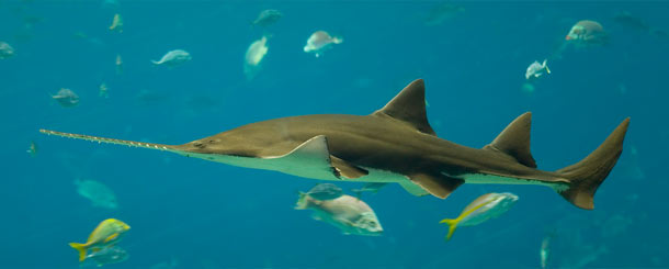 The Bahamas Sawshark